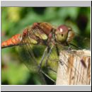 Sympetrum striolatum - Grosse Heidelibelle m02.jpg